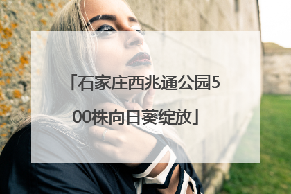 石家庄西兆通公园500株向日葵绽放