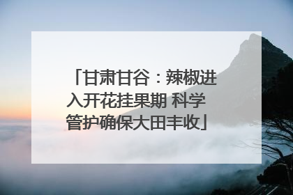 甘肃甘谷：辣椒进入开花挂果期 科学管护确保大田丰收