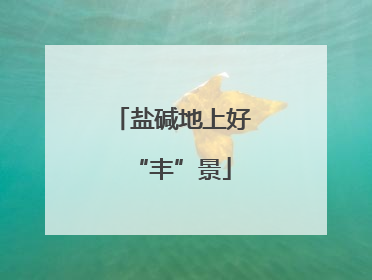盐碱地上好“丰”景