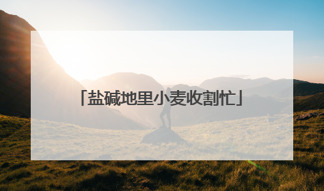 盐碱地里小麦收割忙
