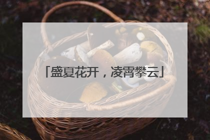 盛夏花开，凌霄攀云