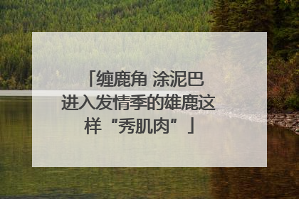 缠鹿角 涂泥巴 进入发情季的雄鹿这样“秀肌肉”