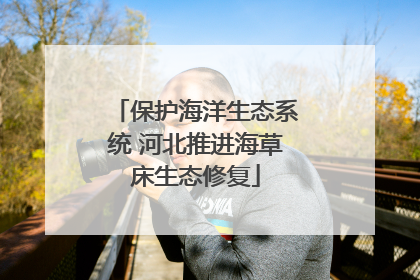 保护海洋生态系统 河北推进海草床生态修复