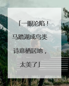 一眼沦陷！马踏湖成鸟类诗意栖居地，太美了