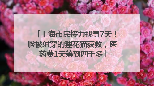 上海市民接力找寻7天！脸被射穿的狸花猫获救，医药费1天筹到四千多