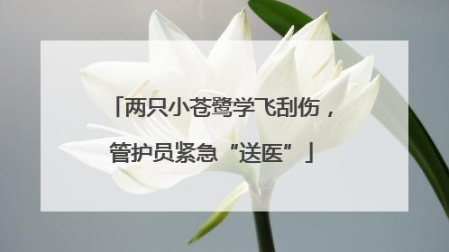 两只小苍鹭学飞刮伤，管护员紧急“送医”