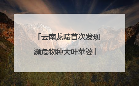 云南龙陵首次发现濒危物种大叶苹婆