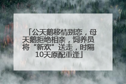 公天鹅移情别恋，母天鹅拒绝相亲，饲养员将“新欢”送走，时隔10天原配重逢