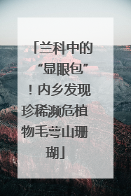 兰科中的“显眼包”！内乡发现珍稀濒危植物毛萼山珊瑚