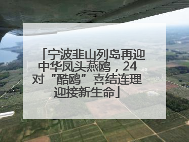 宁波韭山列岛再迎中华凤头燕鸥，24对“酷鸥”喜结连理迎接新生命
