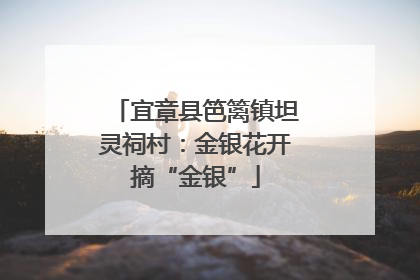 宜章县笆篱镇坦灵祠村：金银花开摘“金银”