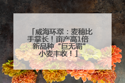 威海环翠：麦穗比手掌长！亩产高1倍 新品种“巨无霸”小麦丰收！