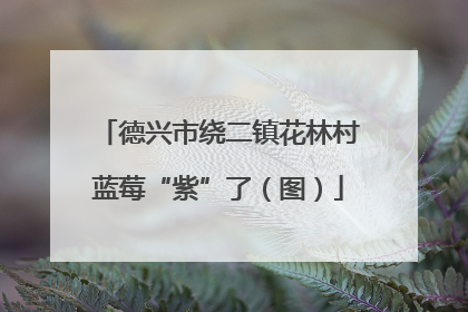 德兴市绕二镇花林村蓝莓“紫”了（图）