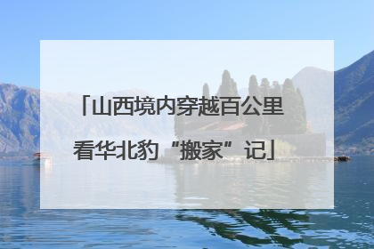 山西境内穿越百公里 看华北豹“搬家”记