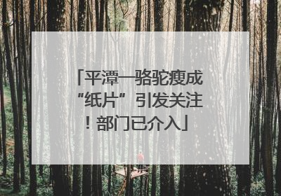 平潭一骆驼瘦成“纸片”引发关注！部门已介入