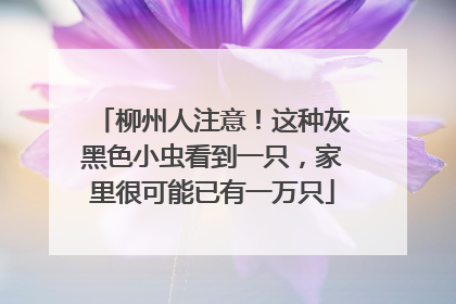 柳州人注意！这种灰黑色小虫看到一只，家里很可能已有一万只