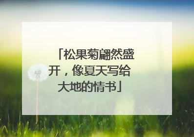 松果菊翩然盛开，像夏天写给大地的情书