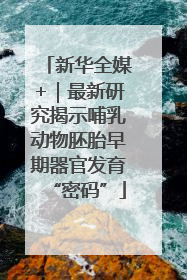 新华全媒+｜最新研究揭示哺乳动物胚胎早期器官发育“密码”