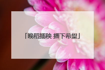 晚稻插秧 播下希望
