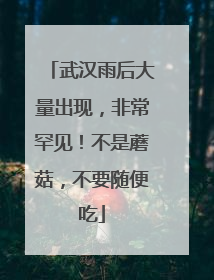 武汉雨后大量出现，非常罕见！不是蘑菇，不要随便吃