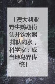 澳大利亚野生鹦鹉街头开饮水器排队喝水，科学家：成当地鸟界传统