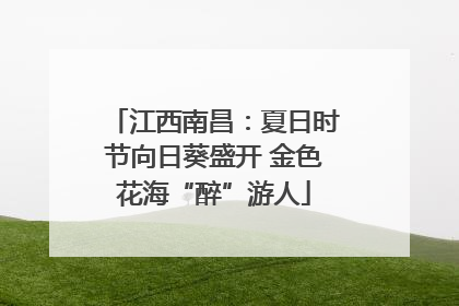 江西南昌：夏日时节向日葵盛开 金色花海“醉”游人