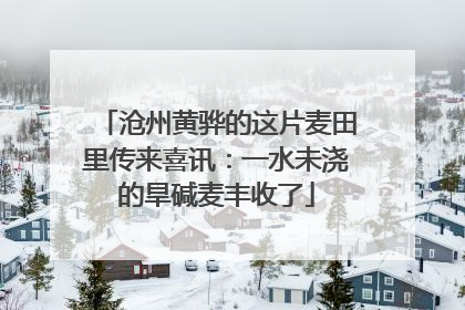 沧州黄骅的这片麦田里传来喜讯：一水未浇的旱碱麦丰收了