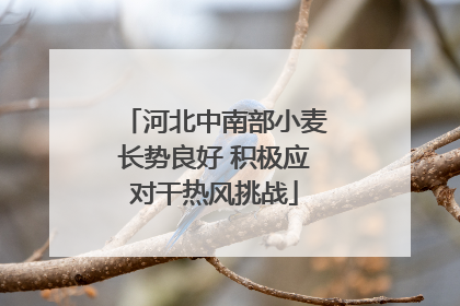 河北中南部小麦长势良好 积极应对干热风挑战