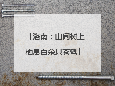 洛南：山间树上栖息百余只苍鹭