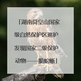 湖南舜皇山国家级自然保护区巡护发现国家二级保护动物——脆蛇蜥