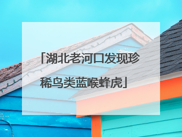湖北老河口发现珍稀鸟类蓝喉蜂虎