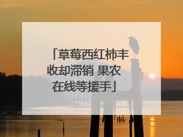 草莓西红柿丰收却滞销 果农在线等援手