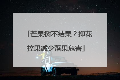 芒果树不结果？抑花控果减少落果危害