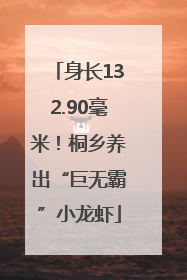 身长132.90毫米！桐乡养出“巨无霸”小龙虾