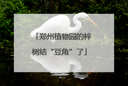 郑州植物园的梓树结“豆角”了