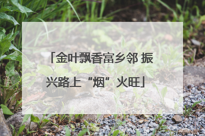 金叶飘香富乡邻 振兴路上“烟”火旺