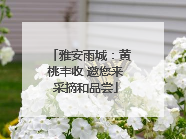 雅安雨城：黄桃丰收 邀您来采摘和品尝