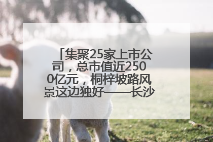 集聚25家上市公司，总市值近2500亿元，桐梓坡路风景这边独好——长沙有条“上市路”