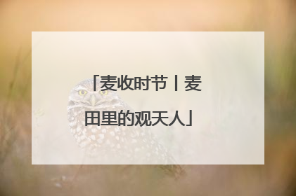 麦收时节丨麦田里的观天人