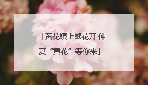 黄花镇上繁花开 仲夏“黄花”等你来